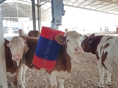 Automatic Cow Brush-1