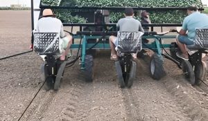 seedling transplanter 2