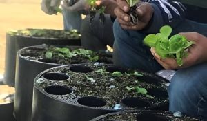 seedling transplanter 6