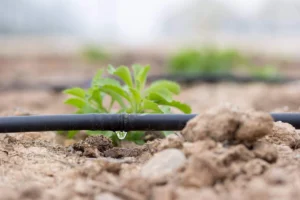 drip-irrigation