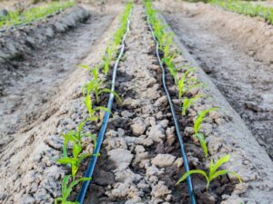 drip-irrigation